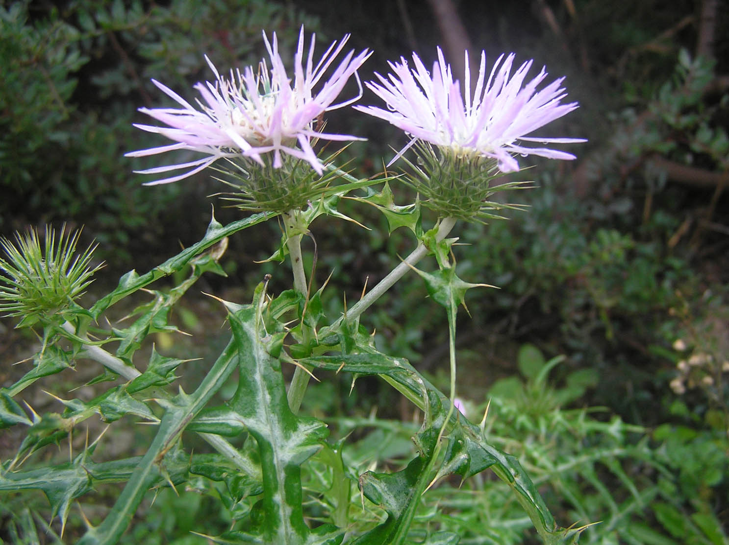 Carduus  gruppo pycnocephalus e Galactites tomentosus